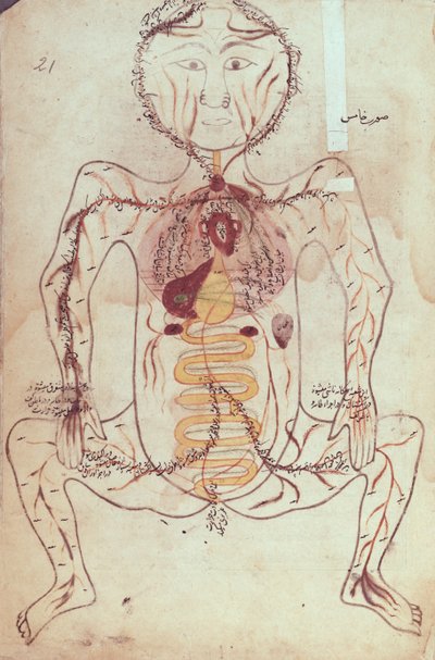 Ms Persan 1555 Anatomical Diagram of the Human Circulatory and Digestive System by Mansour b. Eliyas Chirazi